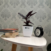 Calathea Rosopicta, with 5.5 inches white decor pot